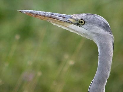 Blauwereiger280604